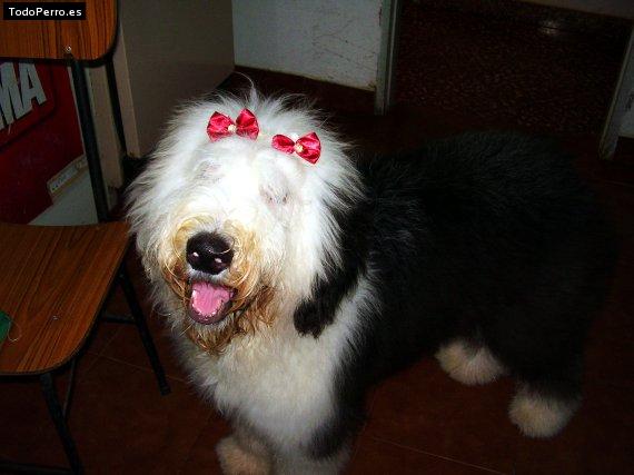 La foto del perro