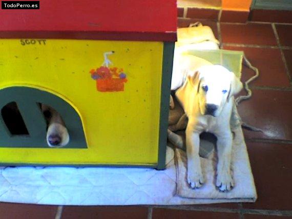 La foto del perro