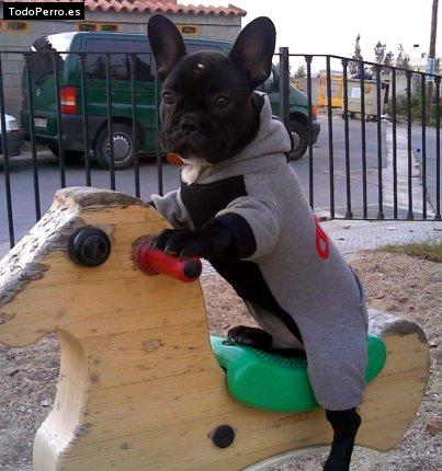 La foto del perro