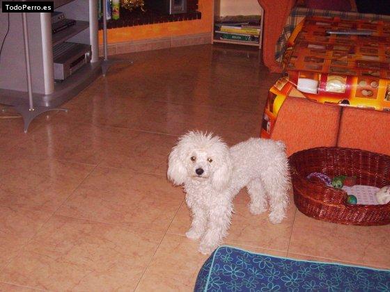 La foto del perro