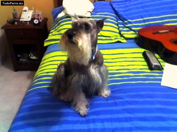 La foto del perro