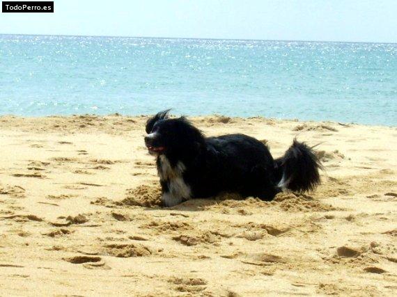 La foto del perro