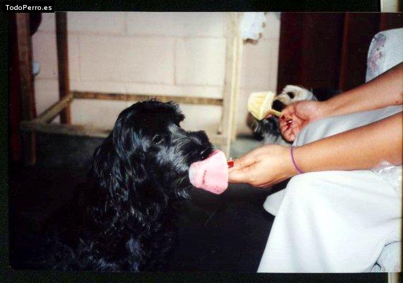 La foto del perro