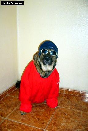 La foto del perro