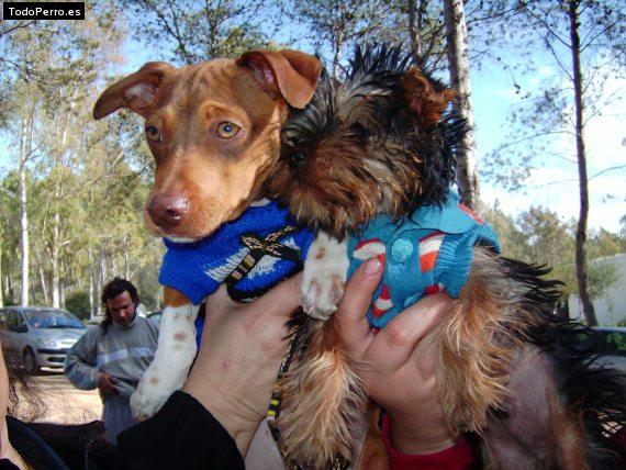 La foto del perro