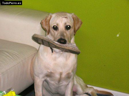 La foto del perro