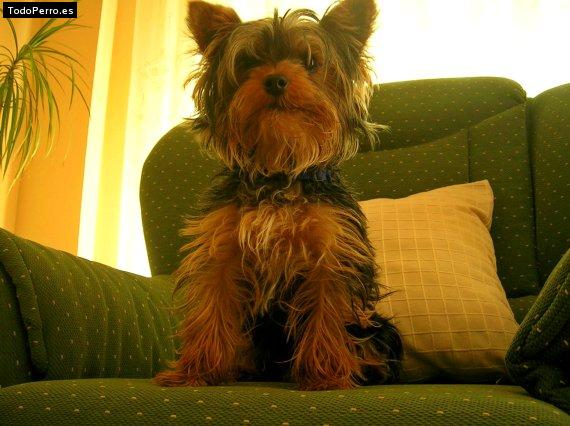 La foto del perro