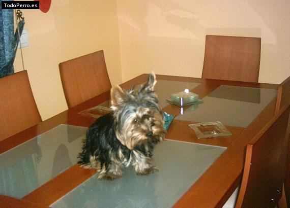 La foto del perro