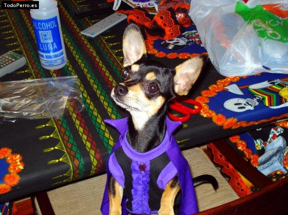 La foto del perro