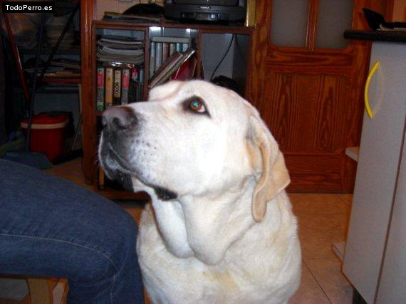 La foto del perro