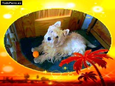 Foto del perro Muffy