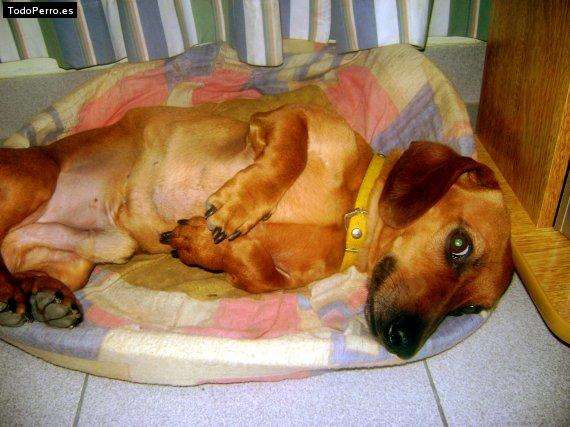 La foto del perro