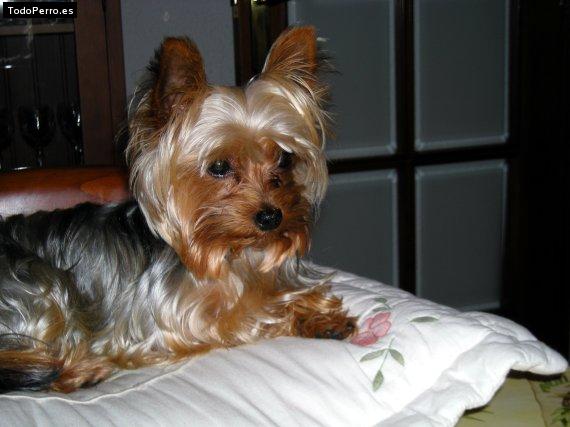 La foto del perro