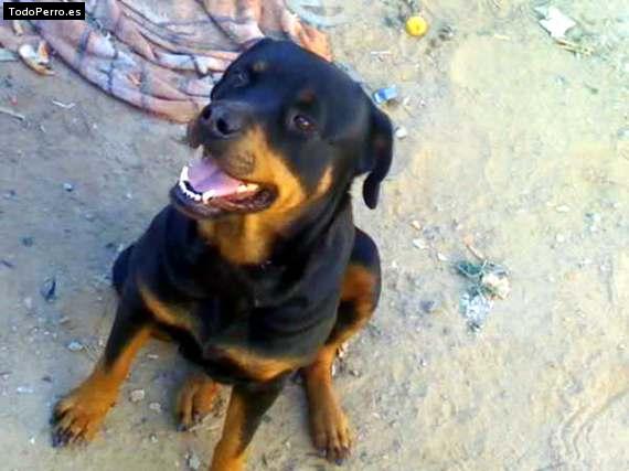 La foto del perro