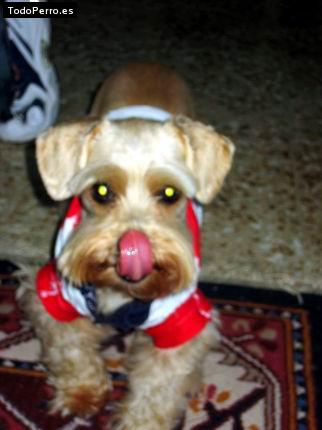 Foto del perro Macarena