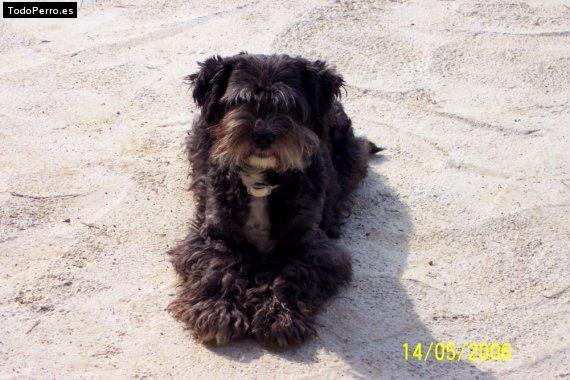 Foto del perro Nana