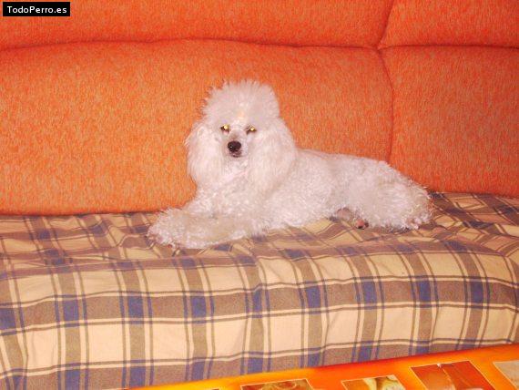 La foto del perro