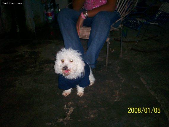 La foto del perro