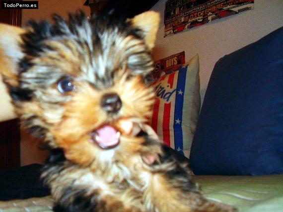 La foto del perro
