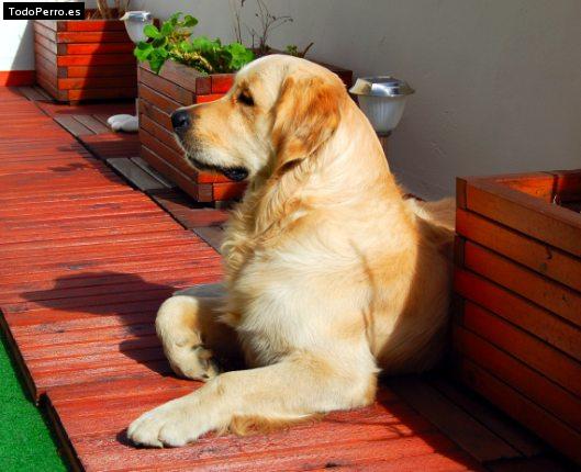 La foto del perro
