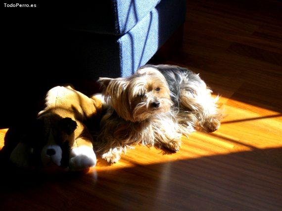 La foto del perro
