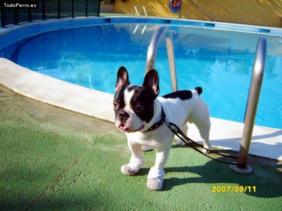 La foto del perro