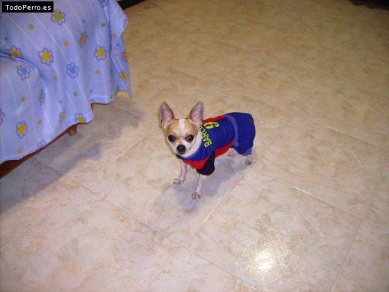 La foto del perro