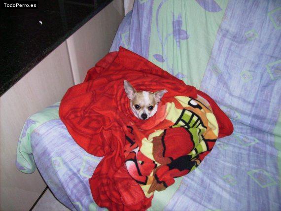 La foto del perro