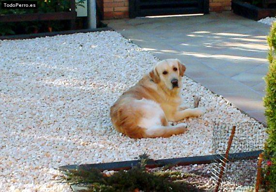 La foto del perro