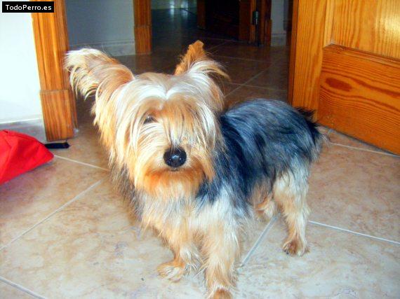La foto del perro