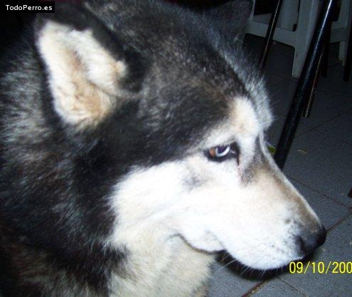 La foto del perro