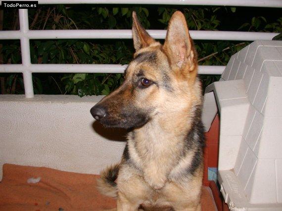 La foto del perro