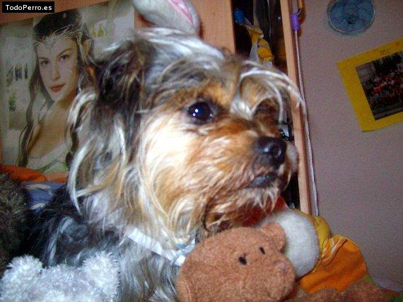 La foto del perro