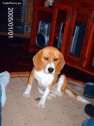 La foto del perro