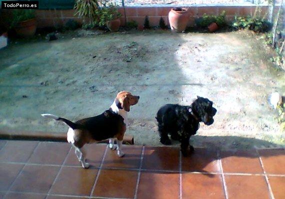 La foto del perro