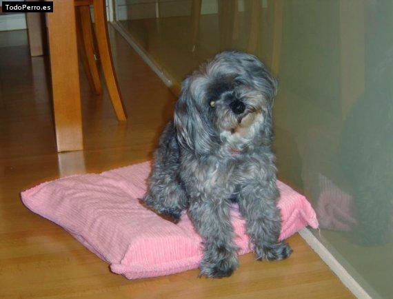 La foto del perro