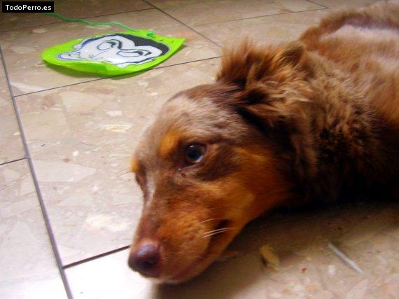 La foto del perro