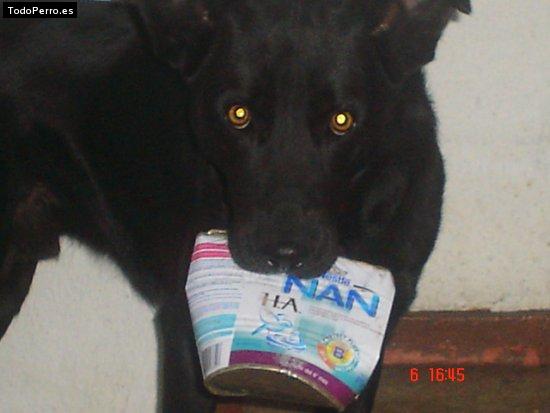 La foto del perro
