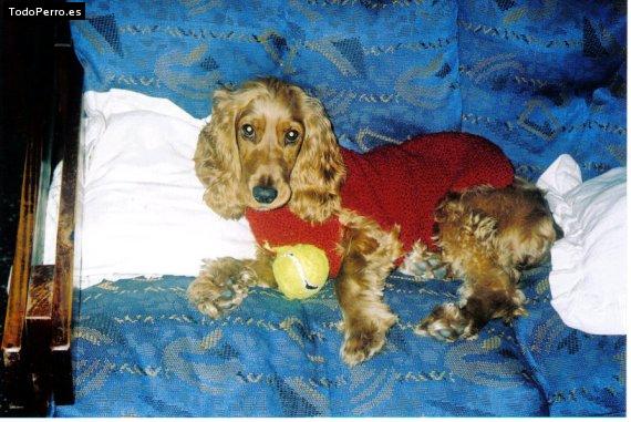 La foto del perro