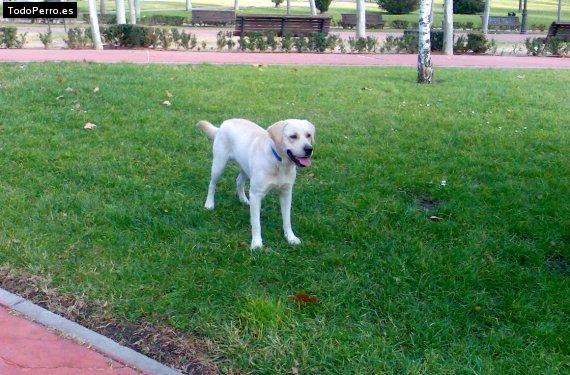 La foto del perro