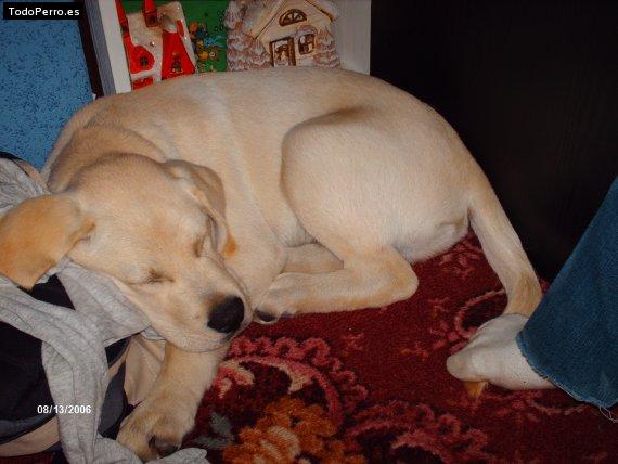 La foto del perro