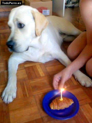 La foto del perro