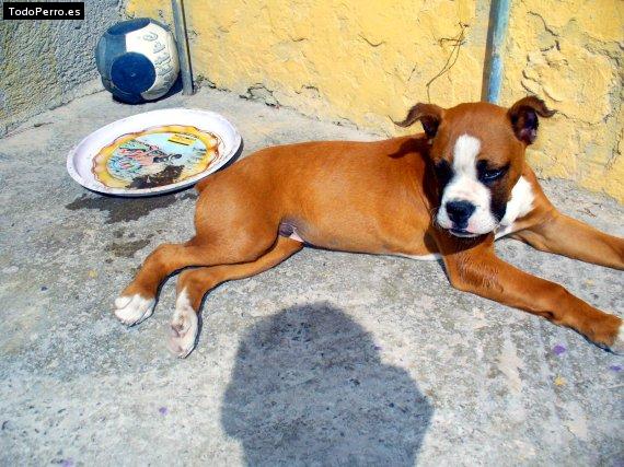 La foto del perro