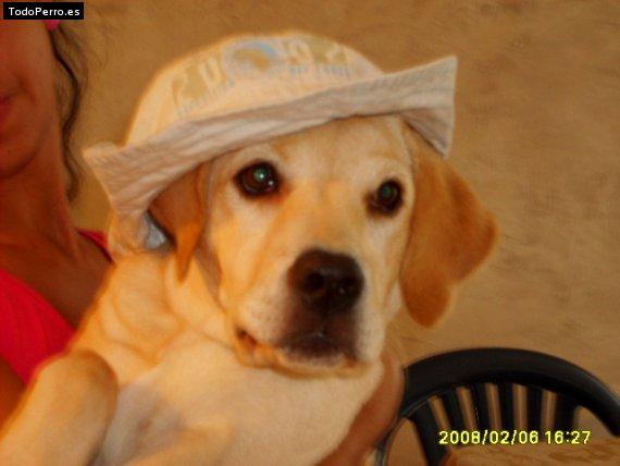La foto del perro