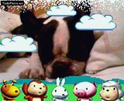 La foto del perro