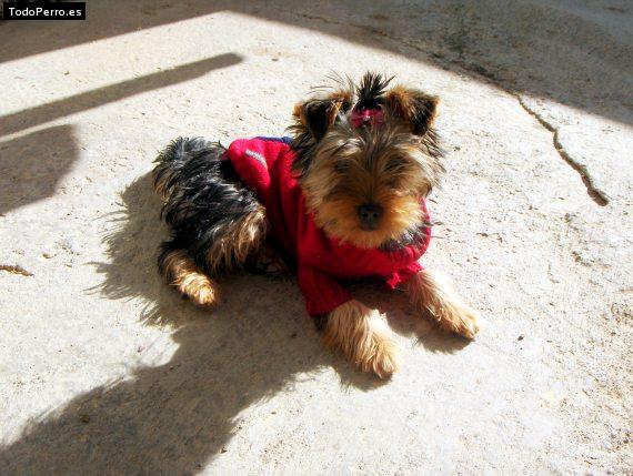 La foto del perro