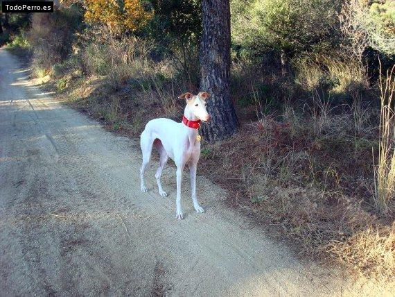 Foto del perro Paloma