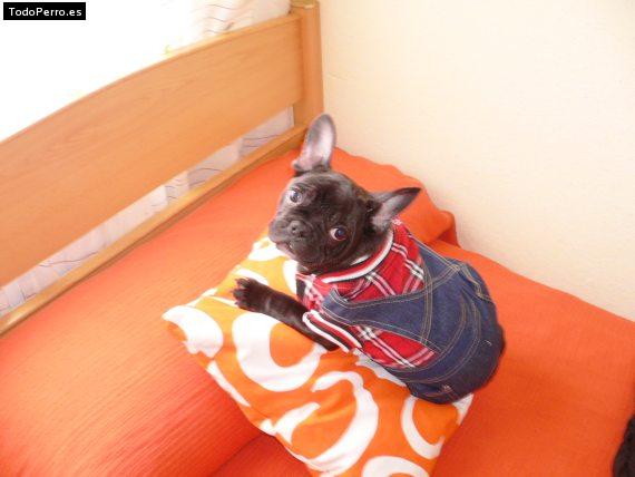 La foto del perro