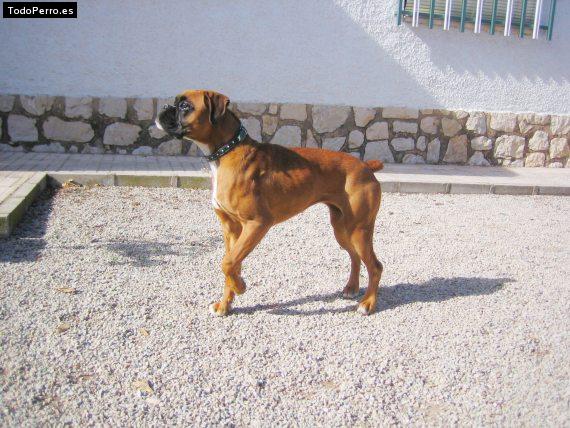 La foto del perro