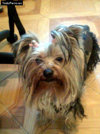 La foto del perro